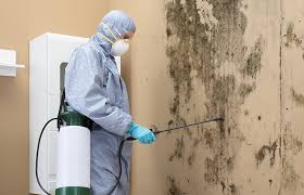 Why You Should Choose Our Mold Remediation Services in Miamisburg, OH